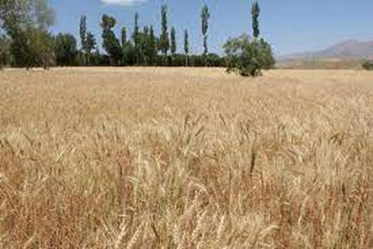 بیمه کشاورزی