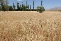 صدور بیمه نامه برای 261 هزار هکتار از اراضی کردستان