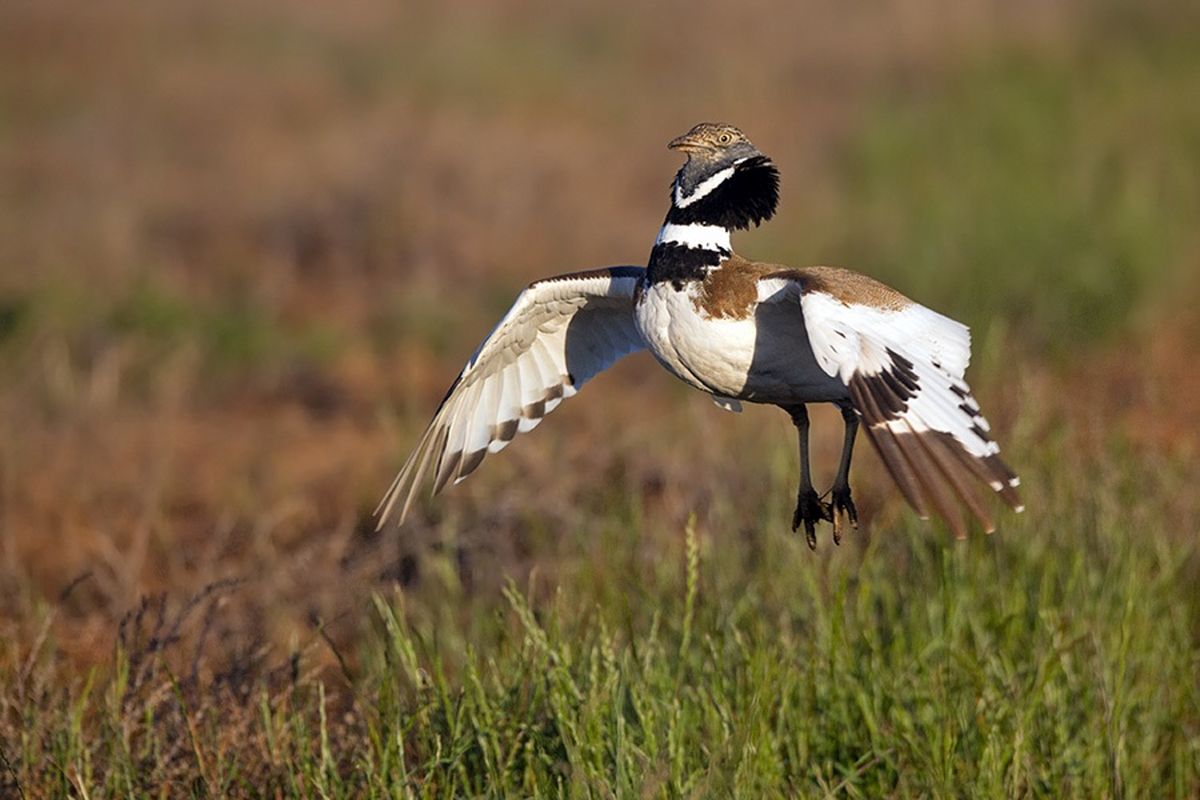 پرنده زنگوله بال