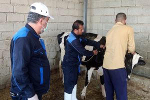 واکسیناسیون ضربتی ۸۵۰۰ رأس دام سنگین علیه بیماری لمپی‌اسکین در رامهرمز انجام شد