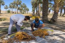 سهم ۲۰۰ هکتاری فسا از سفره تابستانه خرما؛ برداشت آغاز شد