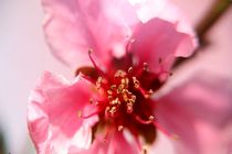 برنامه‌ریزی جدی برای حفظ و توسعه باغات امام رضا(ع)در سطح کشور
