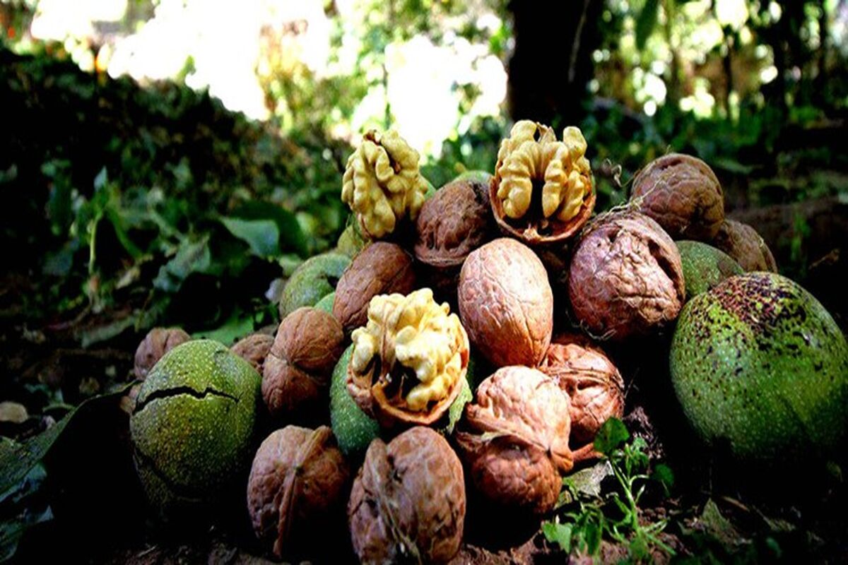 گردو قزوین