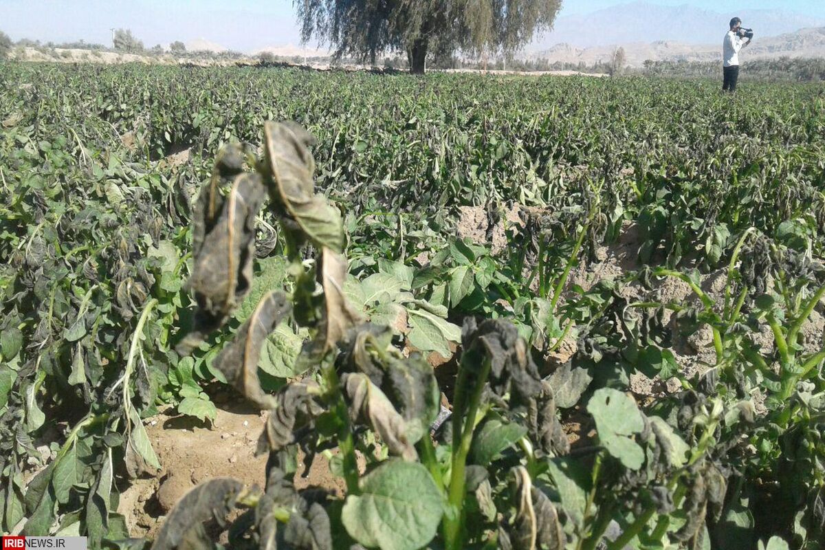 سرمازدگی