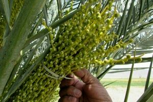 گرده افشانی ۳۵۰۰ هکتار نخلستان‌های بارور سراوان 