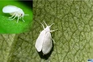 نقش کلسیم در حافظه و توانایی شناختی چیست