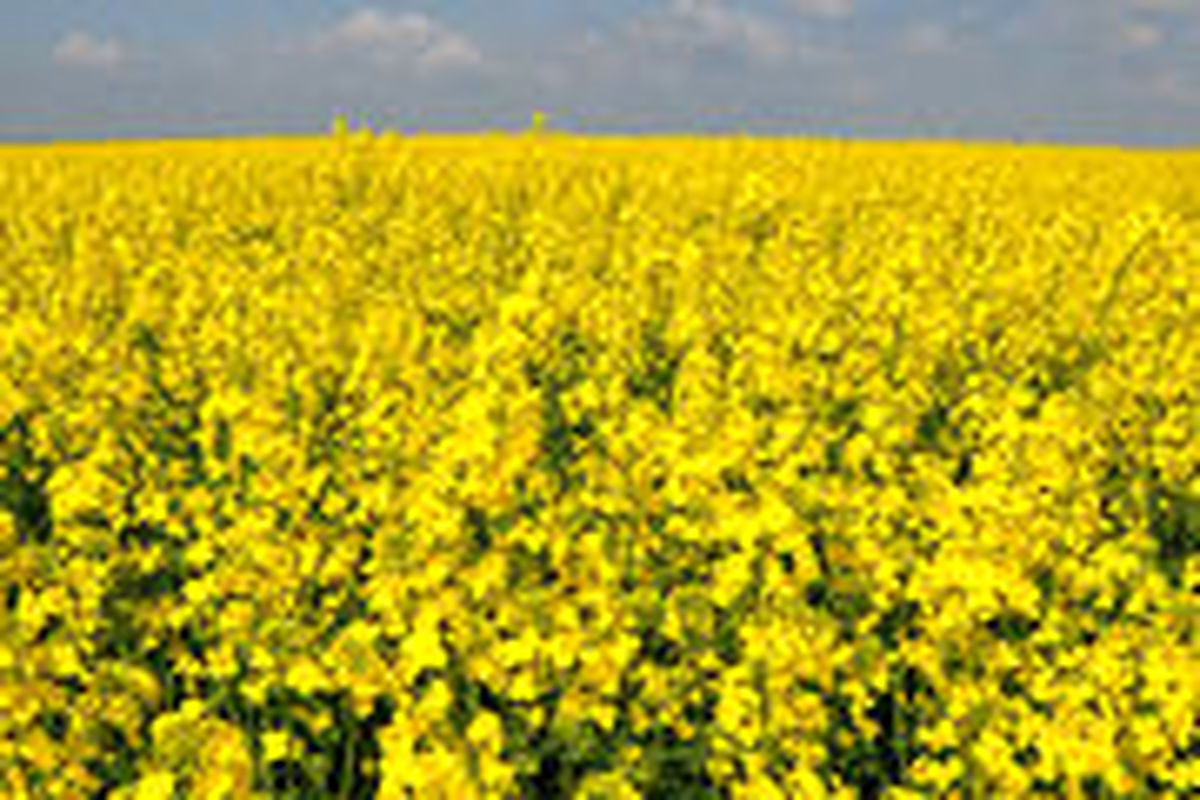 اصفهان- کلزا