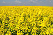 بیش از هزار و 300 تن کلزا از مزارع استان اصفهان برداشت شد