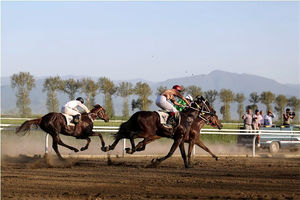 رشته سوارکاری مغفول نماند