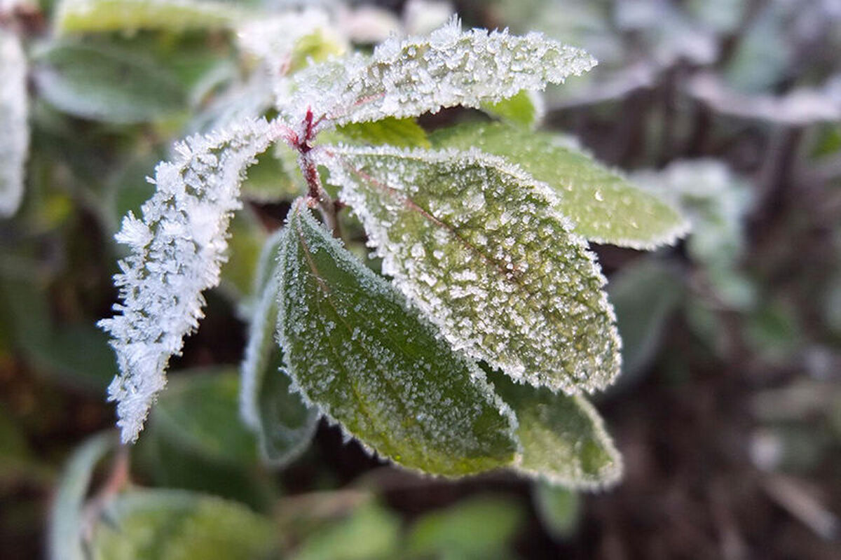سرمازدگی محصولات کشاورزی در دزفول 