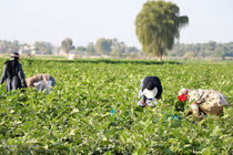 ایجاد یک هزار شغل در بخش کشاورزی هرمزگان