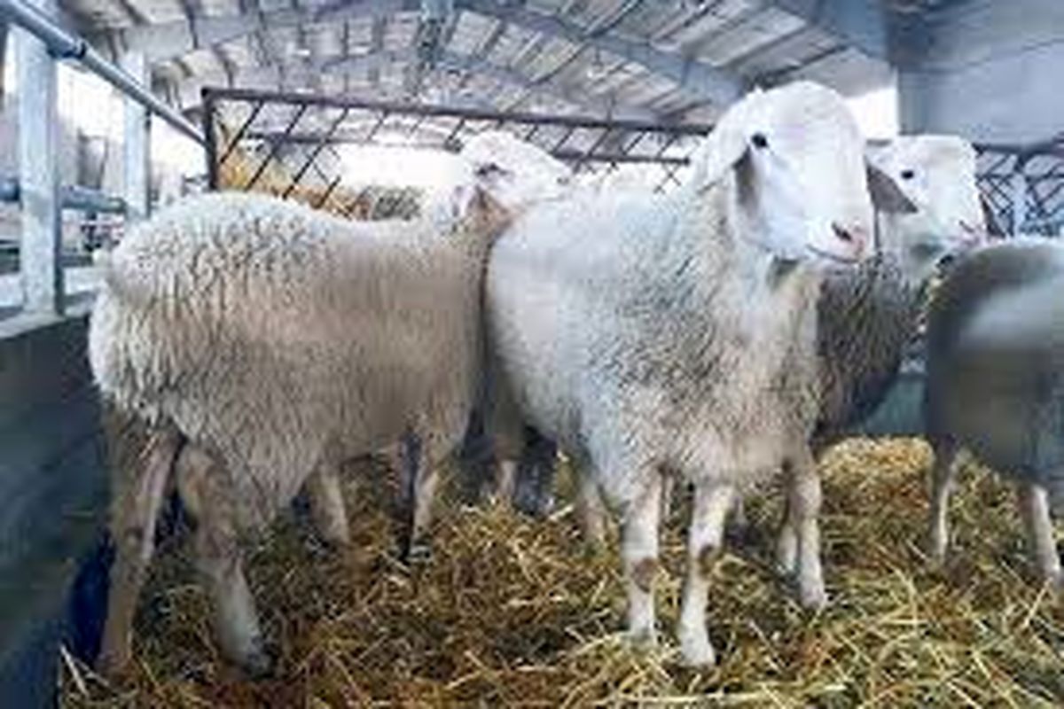 اصلاح نژاددام سبک