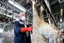 کنترل کشتار دام مولد با  اجرای طرح تفکیک لاشه‌های دام نر و ماده