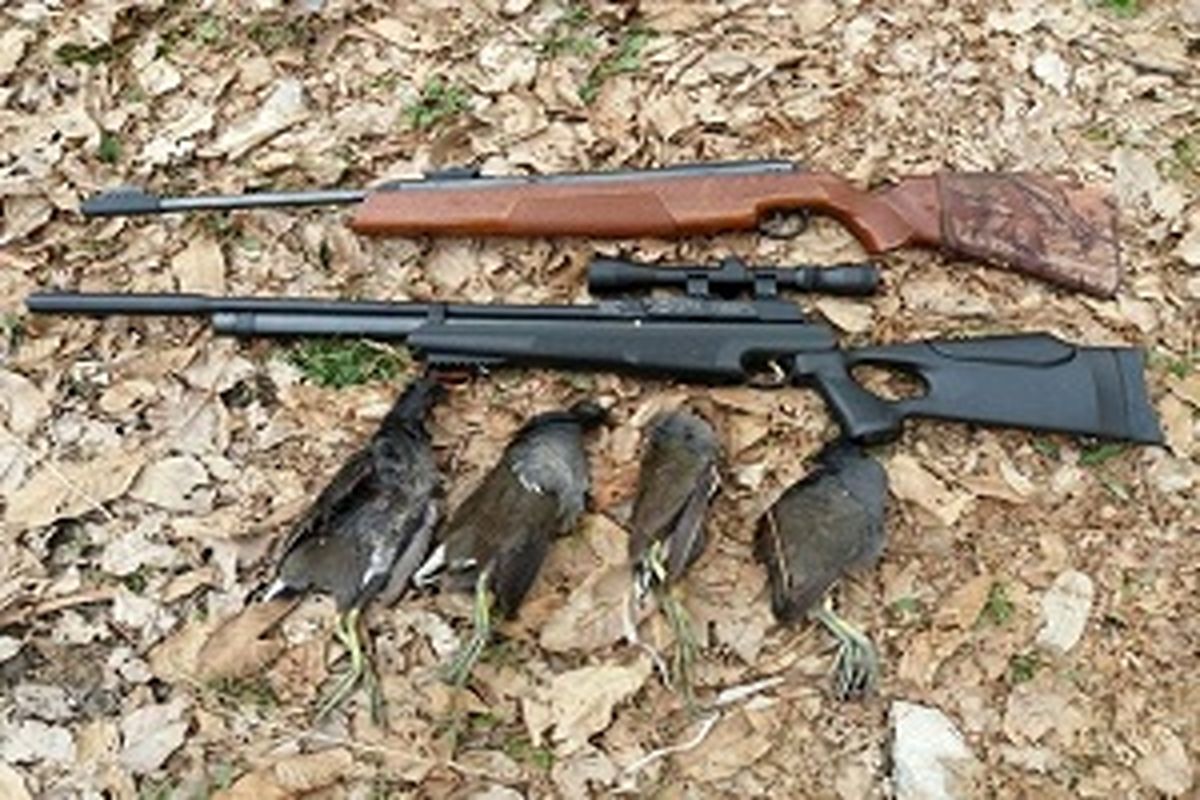 شکار پرندگان