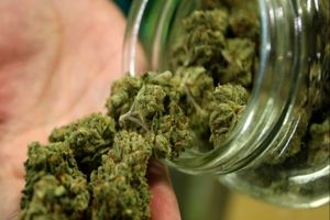  ۱۳ کیلوگرم گل در محل نگهداری احشام در کرمانشاه کشف شد