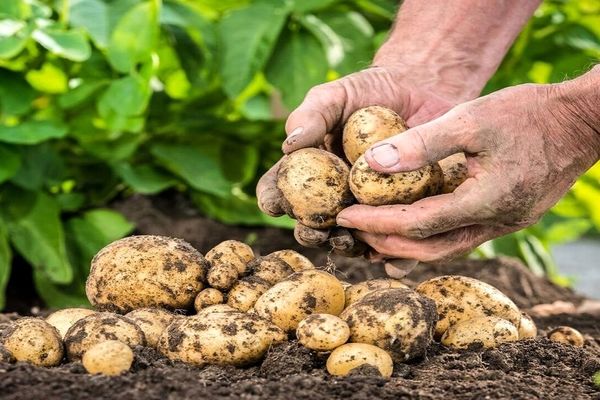 امسال پاییز سیب زمینی رکورددار بود