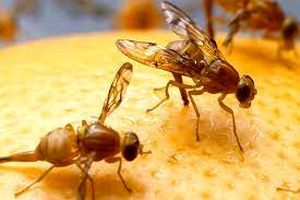 خود نمایی مگس مدیترانه ای در کاشان