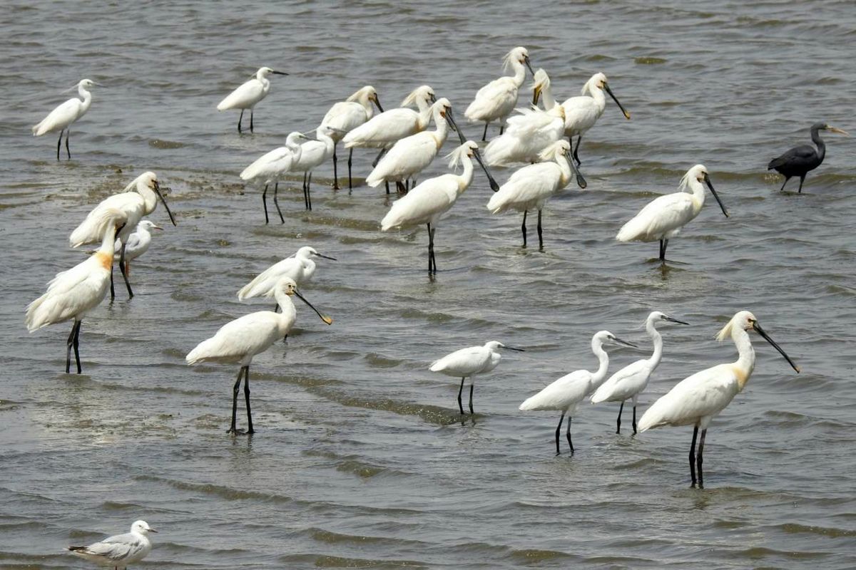 سرشماری پرندگان 