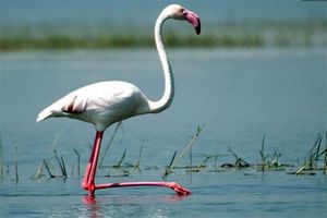 کشف و ضبط 2 عدد فلامینگوی بزرگ در شهرستان خمینی شهر 