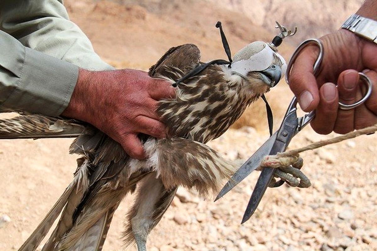 قاچاقچی شاهین