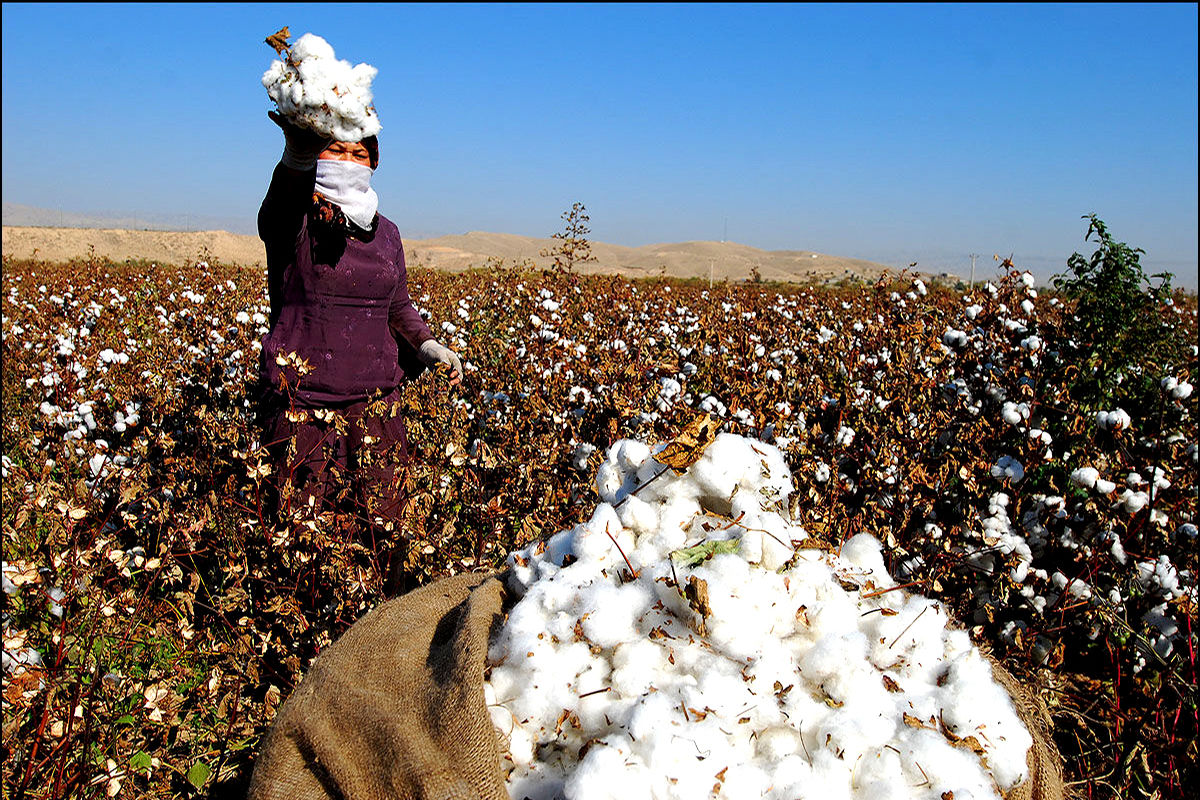  زراعت پنبه در کاشمر