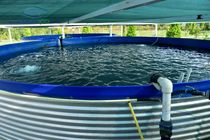 پیش‌بینی تولید ۱۳ هزار و ۳۵۰ تن آبزی در آذربایجان شرقی