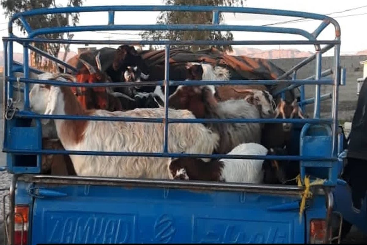 قاچاق دام (2)