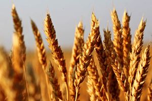 کاشت گندم در استان فارس به پایان رسید