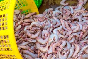  تولید خوراک آبزیان با ظرفیت تولید ۵ هزار تن در شوشتر