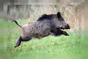 میرشکار برای شکار گراز