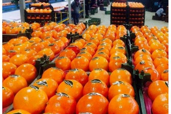 توزیع ۱۵۰ تن پرتقال با قیمت مصوب در مازندران