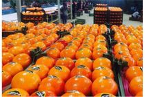 بیش از ۳۵ هزار تن مرکبات در سردخانه‌های ساری ذخیره‌سازی شد