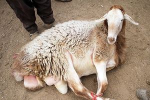 کشف ۱۹ فقره سرقت احشام در اعترافات باند سرقت