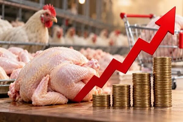 دلایل افزایش قیمت مرغ و محصولات پروتئینی در بازار