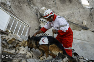 سگ‌های جستجوگر و زنده یاب در مناطق زلزله‌زده کرمانشاه