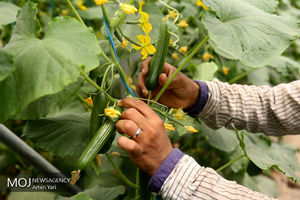 رشد ۵.۶ درصدی بخش کشاورزی در شرایط تحریم و خشکسالی