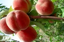 آغاز برداشت هلو در شهرستان  فریدن