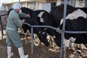 واکسیناسیون دام‌های سنگین در خوزستان علیه سویه جدید تب برفکی آغاز شد