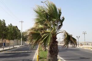 وزش باد و گرد و غبار در نقاط مرکزی و شرقی هرمزگان/خلیج فارس مواج است