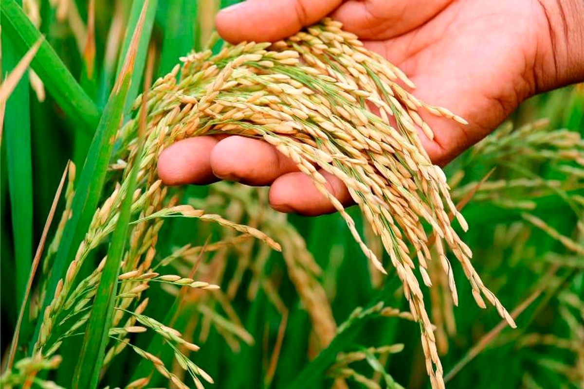 برداشت برنج
