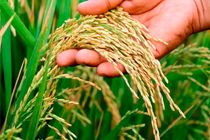 شالیزار‌های مازندران آماده برای برداشت برنج