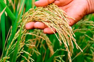 85 درصد شالیزارهای ساری در مرحله خوشه است