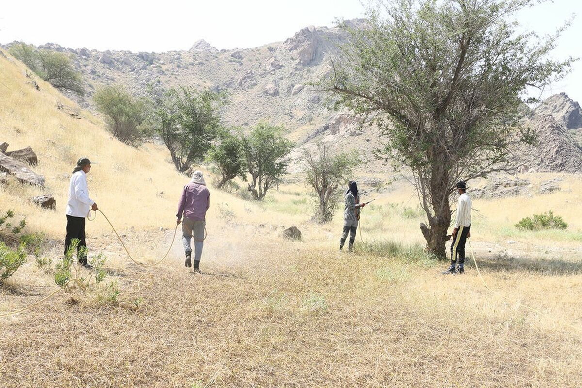 سم پاشی مزارع سیریک