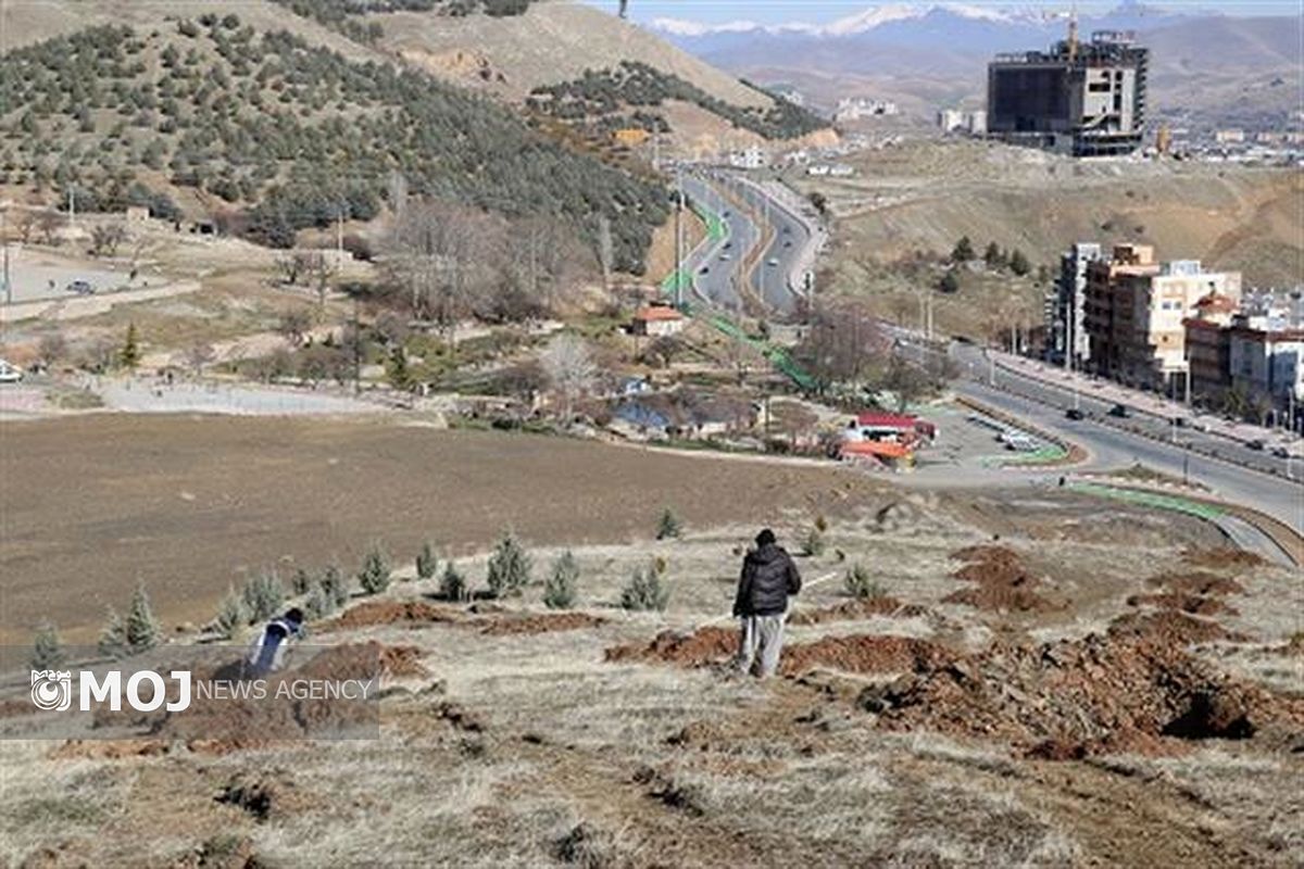 چاله کنی برای غرس نهال