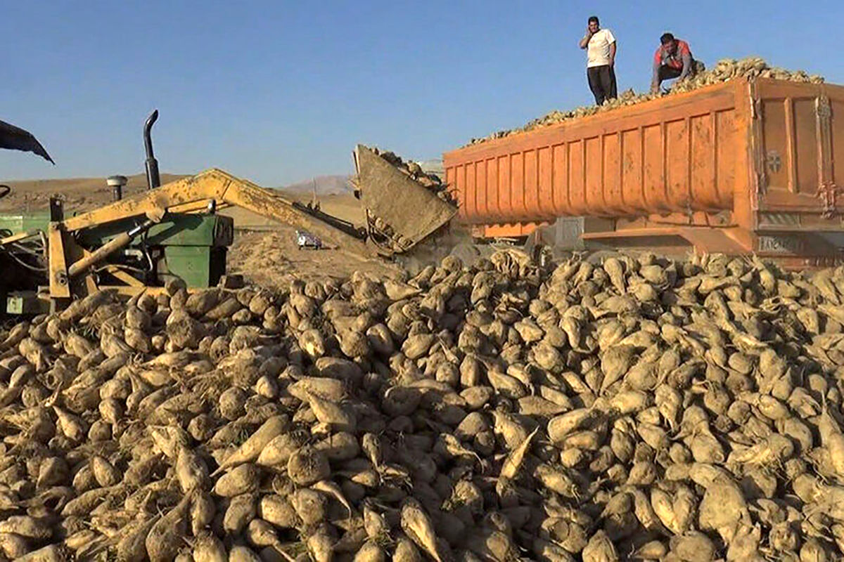 چغندر قند جوین