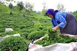 برداشت بهاره چای در گیلان و مازندران به ۱۵ هزار تن رسید