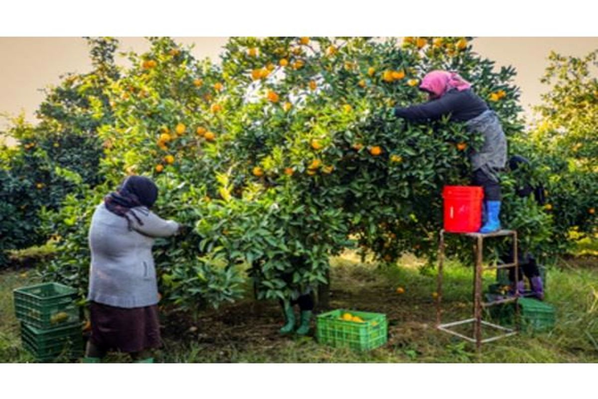 تولید مرکبات در محمودآباد 