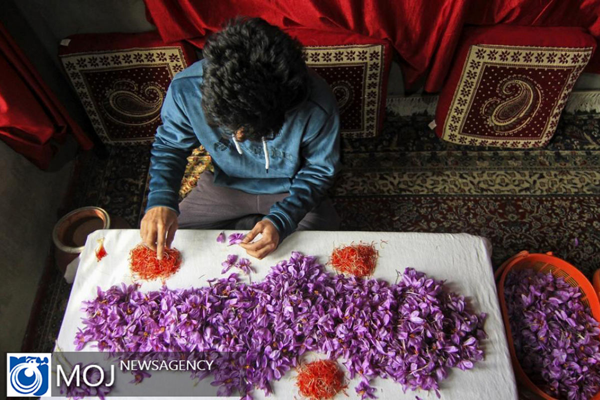 فصل برداشت زعفران در هند