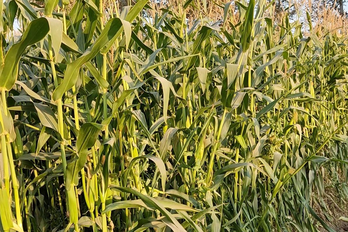 ذرت علوفه ای