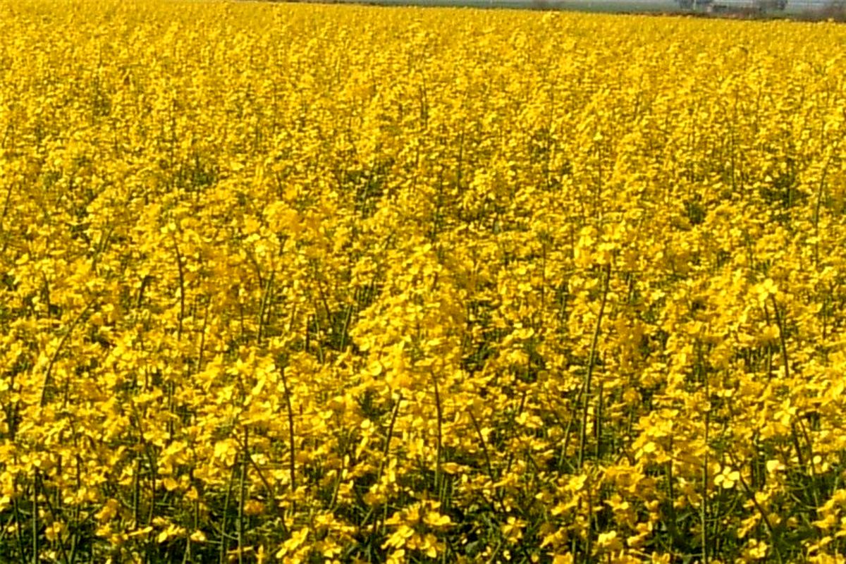پنبه و دانه‌های روغنی جهادکشاورزی گلستان